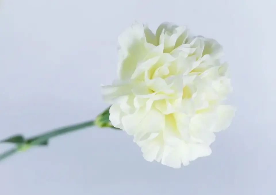 献花用カーネーション